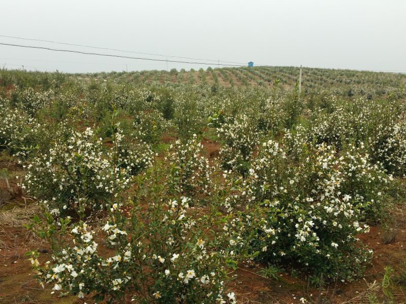 孟冬的油茶花，素裹群山嬌艷